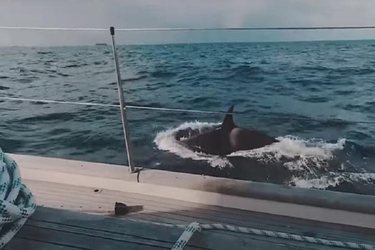 Φάλαινες δολοφόνοι βούλιαξαν σκάφος ανοιχτά της Μεσογείου