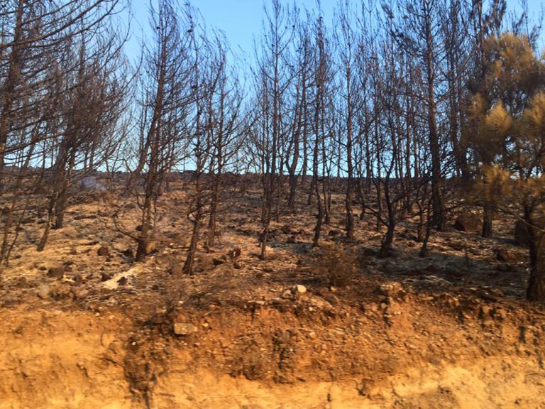 Ποιος έχει συμφέρον να καίει τα δάση της Αττικής; Η απίστευτη φάμπρικα Μητσοτάκη επάνω στα καμένα