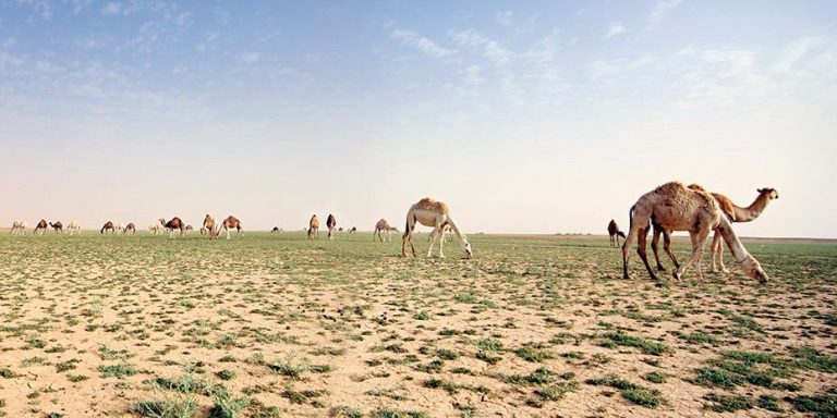 Σε λίγο θα πρασινίσει η έρημος! Νέες πλημμύρες στη Σαουδική Αραβία