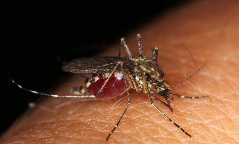 ΗΠΑ: Ασθενής πέθανε εξαιτίας σπάνιας ασθένειας που μεταδίδουν τα κουνούπια