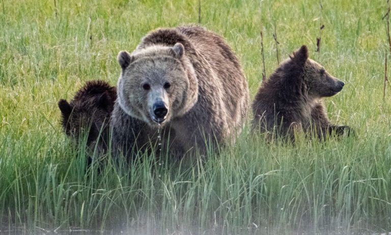 Σουηδία: Πάνω από 150 αρκούδες σκοτώθηκαν μέσα σε δύο ημέρες – Για καθαρή σφαγή μιλούν οι οικολόγοι