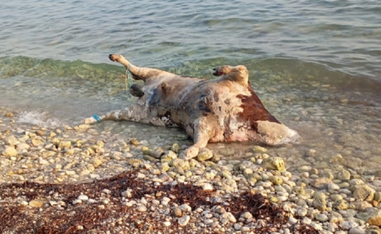 Αποκρουστικό θέαμα στη Λευκάδα – Η θάλασσα ξεβράζει αγελάδες