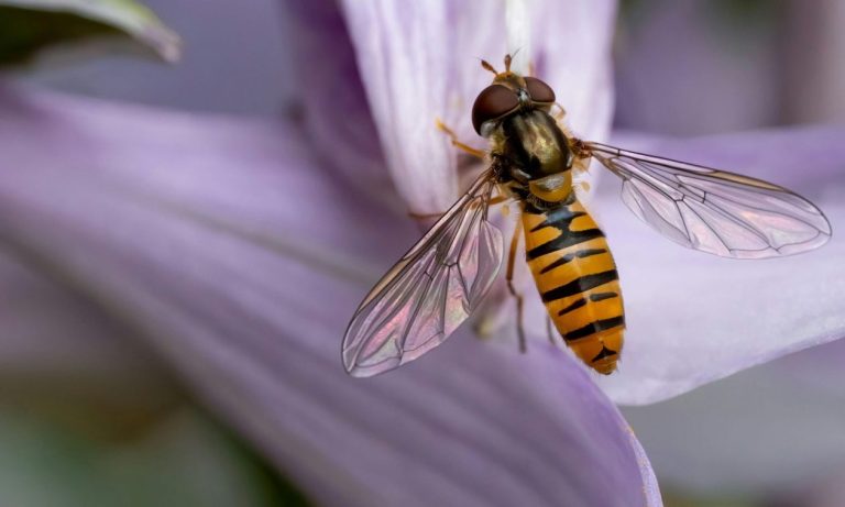 Πέθανε από τσίμπημα μέλισσας – Από το αλλεργικό σοκ βγήκε εκτός δρόμου με το αυτοκίνητο
