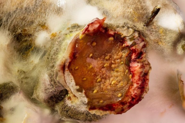 Φοβερές αποκαλύψεις για τα γεύματα των Ολυμπιακών Αγώνων