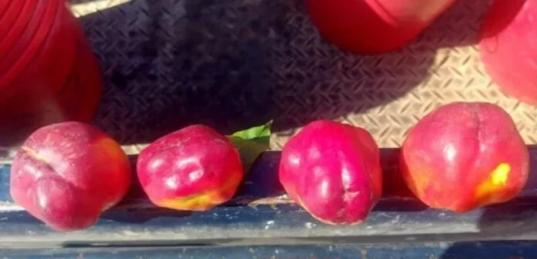 Παραμορφωμένα πυρηνόκαρπα: Το φαινόμενο «χτύπησε» και τα δαμάσκηνα – Αυξήθηκαν τα περιστατικά στην Μακεδονία