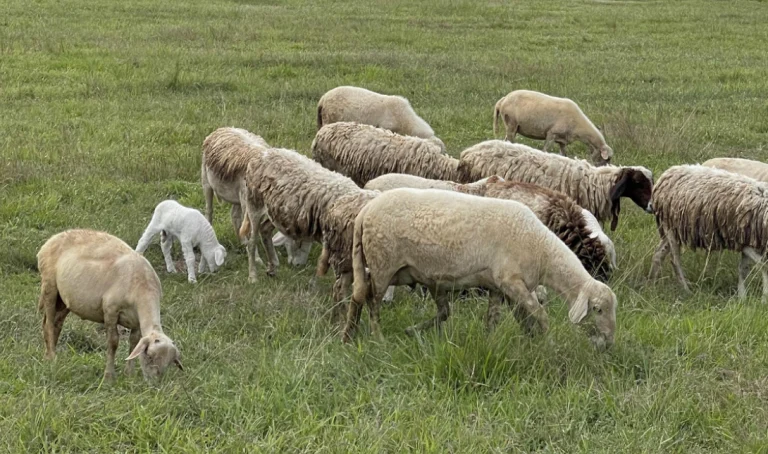 Μετά την πανώλη, κρούσματα ευλογιάς στα αιγοπρόβατα! Θα θανατωθούν 900 στον Έβρο