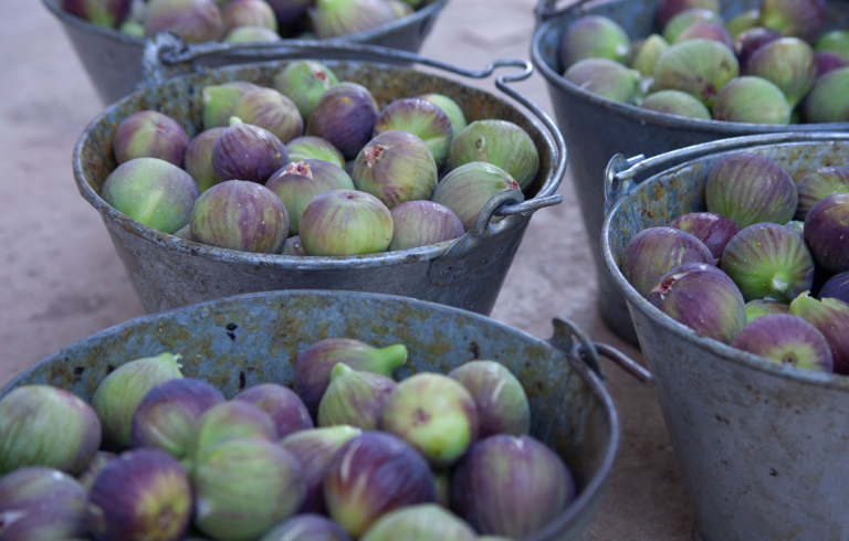 Λειψυδρία: «Ξεράθηκαν» και τα σύκα στην Αττική – Μεγάλη η καταστροφή