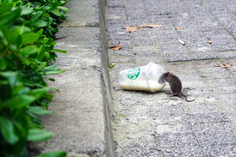 Εμφανίστηκαν ποντίκια στην πλατεία Συντάγματος – Η ανακοίνωση του δήμου Αθηναίων