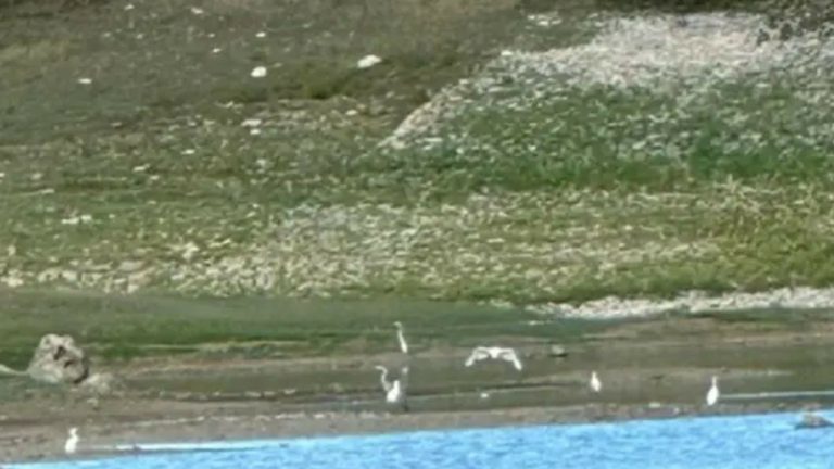 Πτολεμαΐδα: Νεκρά ψάρια στις όχθες του τεχνητού φράγματος