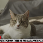 Bullycats: Διασταυρώνουν γάτες με ακραία χαρακτηριστικά για το κέρδος