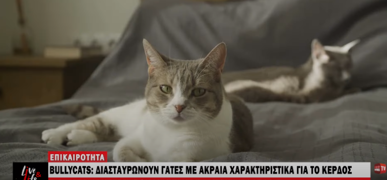 Bullycats: Διασταυρώνουν γάτες με ακραία χαρακτηριστικά για το κέρδος