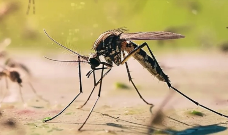 Ηλεία: Σε κρίσιμη κατάσταση ηλικιωμένος που νοσεί με τον ιό δυτικού Νείλου