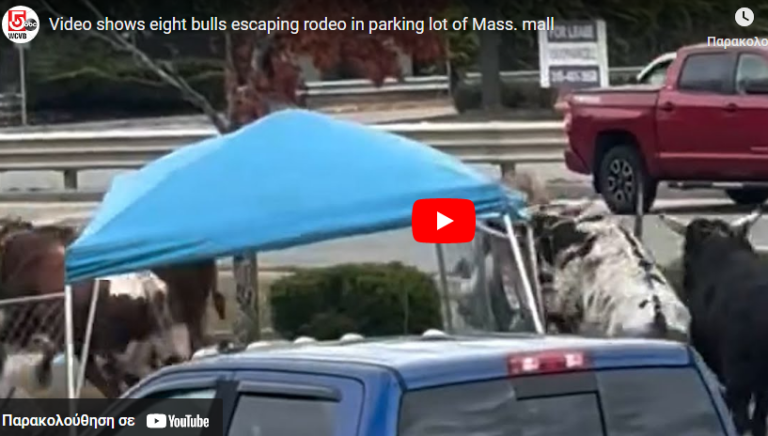 Οκτώ ταύροι το έσκασαν από ροντέο στη Μασαχουσέτη –Έκοβαν βόλτες στους δρόμους απίστευτο σκηνικό
