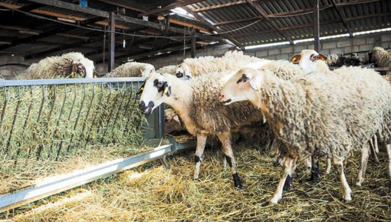 Ηλεία: Νέα κρούσματα πανώλης αιγοπροβάτων στο Βαρθολομιό