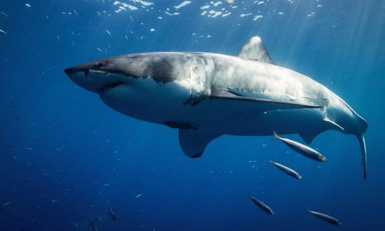 Κανίβαλοι μεγάλοι λευκοί καρχαρίες στο τρίγωνο των Βερμούδων – Έμειναν άφωνοι οι επιστήμονες