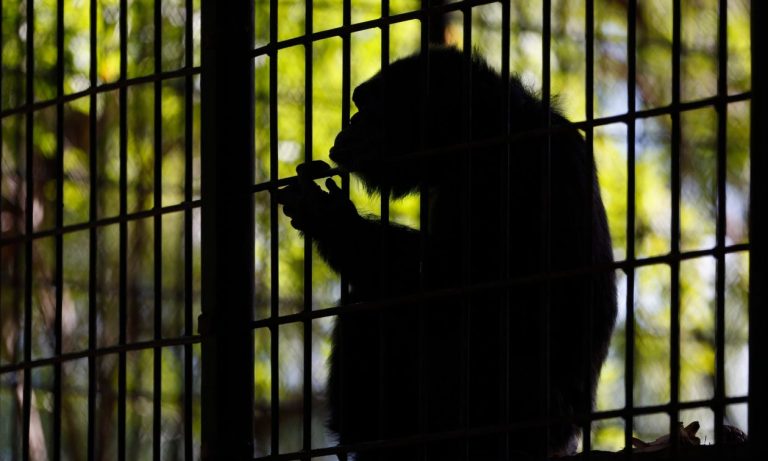 Απίστευτη φρίκη: Χιμπατζής απήγαγε, έσφαξε και τεμάχισε 8 μηνών κοριτσάκι