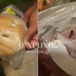 Κατσαρίδα – έρευνα βιορομποτικής για αποστολές διάσωσης