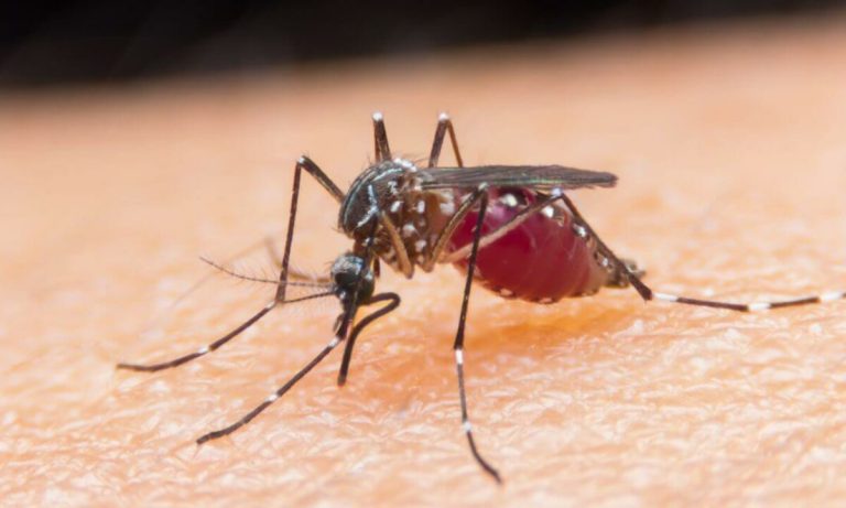 Απίστευτο: Άνδρας βρέθηκε θετικός σε 3 ιούς από κουνούπι και τώρα παλεύει για τη ζωή του