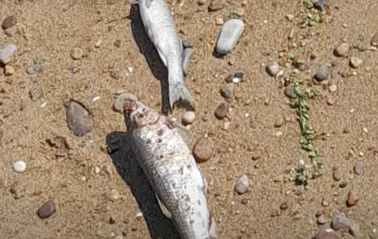 Ηλεία: Νεκρά ψάρια σε παραλία στη Ροβιάτα -Ανησυχία για μόλυνση στα νερά
