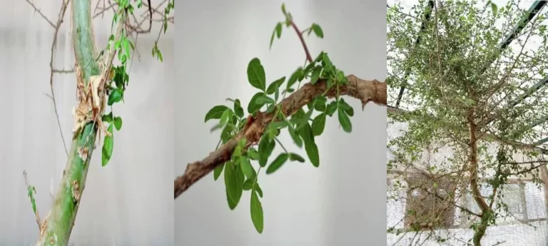 Μυστηριώδες φυτό που αναφέρεται στην Βίβλο «αναστήθηκε» από έναν αρχαίο σπόρο 1.000 ετών – Το όνομά του και η σημασία της αναβίωσής του