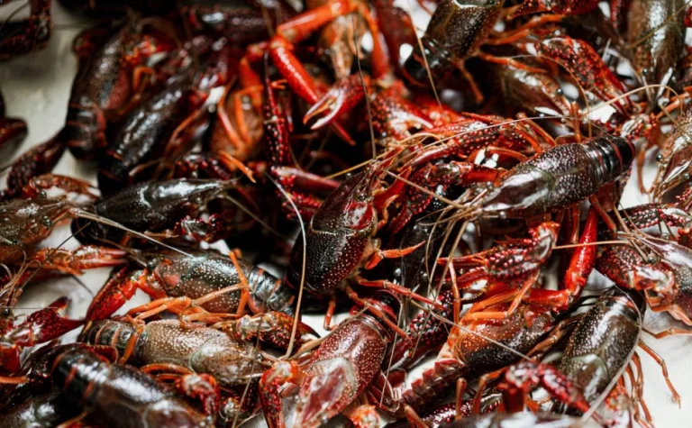 Μετά την πανώλη των μηρυκαστικών, συναγερμός για την πανώλη της καραβίδας – Τι λένε οι ειδικοί