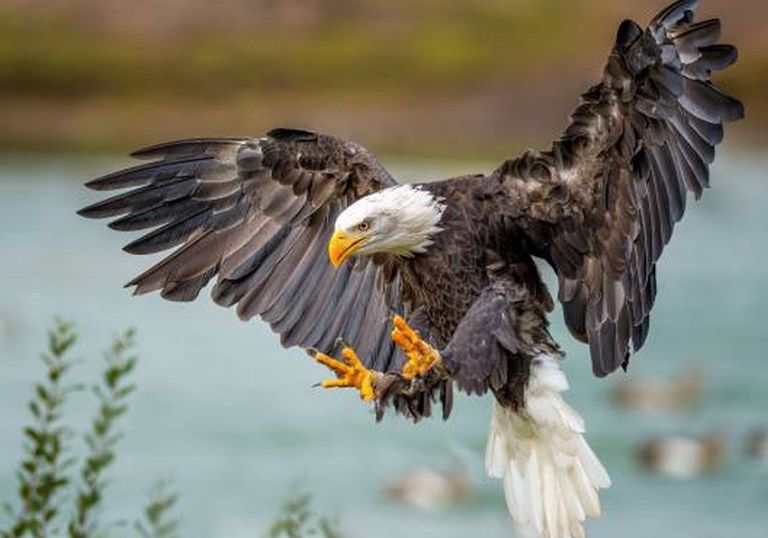 Νορβηγία: Βασιλικός αετός επιτέθηκε σε κοριτσάκι 20 μηνών – Μητέρα και γείτονας πάλεψαν με το αρπακτικό πουλί