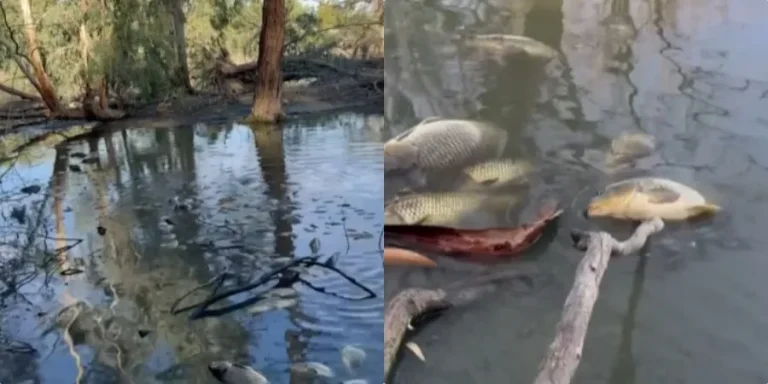 Ξεβράστηκαν νεκρά ψάρια στη λίμνη του πάρκου Αθαλάσσας