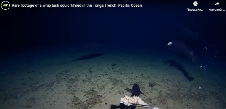 Τεράστιο μυστηριώδες καλαμάρι εμφανίστηκε σε βάθος 1.000 μέτρων κάτω από την επιφάνεια
