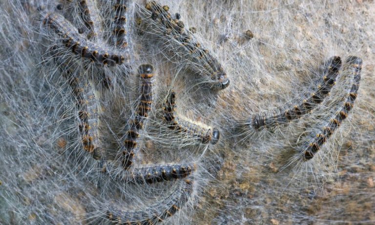 Εμφανίστηκαν τοξικές κάμπιες – Ένα τσίμπημα είναι αρκετό να προκαλέσει θάνατο