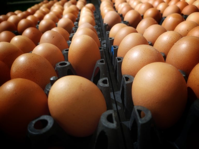 Μη ασφαλή και κινέζικα αυγά – Ενημέρωση RASFF σε 11 ευρωπαϊκές χώρες