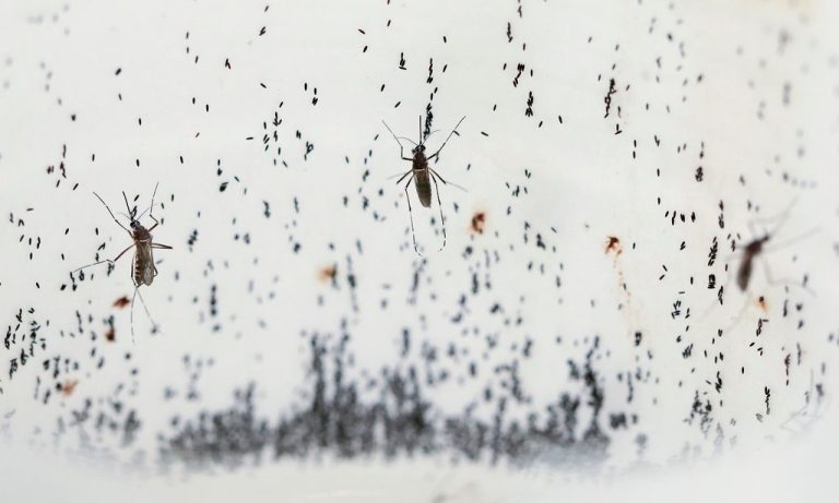 Τανζανία: Επείγουσα προειδοποίηση για μεταλλαγμένα κουνούπια που είναι ανθεκτικά σε εντομοκτόνα