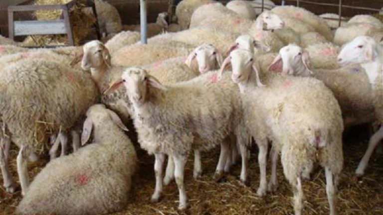 Σέρρες: Εντοπίστηκε κρούσμα ευλογιάς σε κτηνοτροφική μονάδα προβάτων