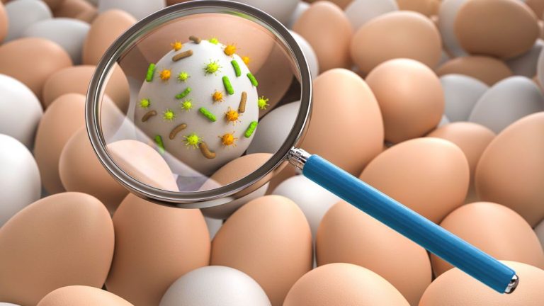 Ανάκληση “μαμούθ” 3 εκατομμυρίων αυγών λόγω σαλμονέλας – 8 τροφικές δηλητηριάσεις στη Γαλλία