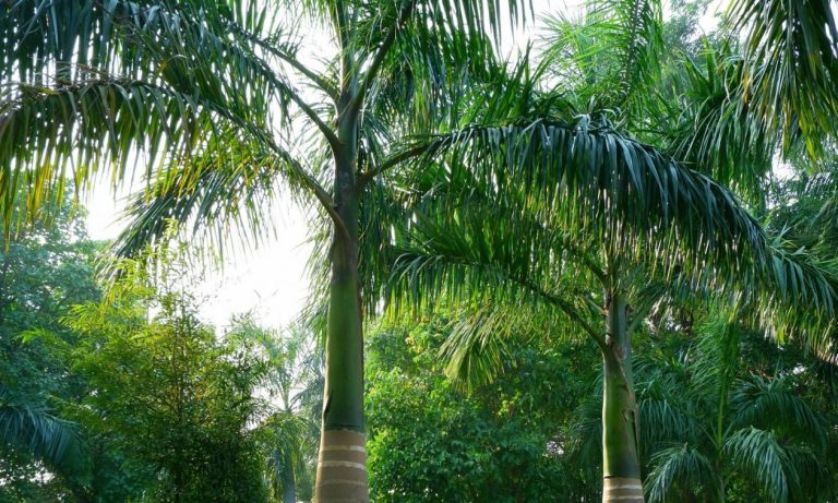 Παγκόσμια ανησυχία: Τα δέντρα του πλανήτη δεν απορρόφησαν CO2 – Οι επιστήμονες δεν ξέρουν το γιατί