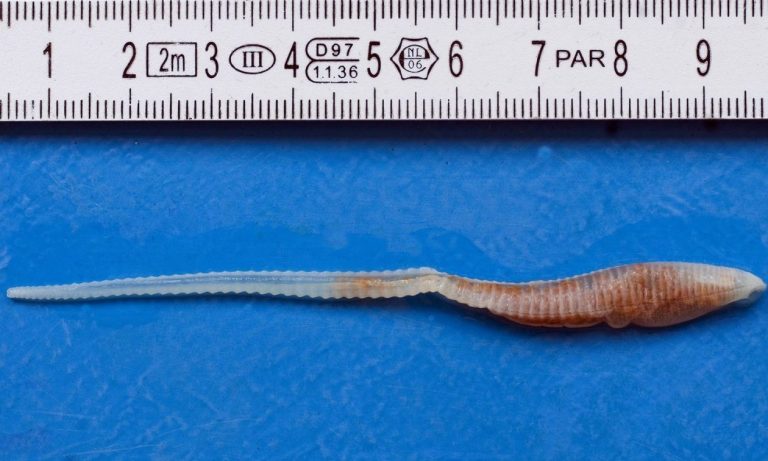 Συναγερμός για την ασθένεια σκουληκιών που ρουφούν το αίμα – Προκαλούν ακόμα και τύφλωση