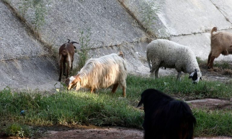Άνδρος: Εμφανίστηκε κρούσμα ευλογιάς στο νησί – Θανατώνονται τα ζώα της εκτροφής