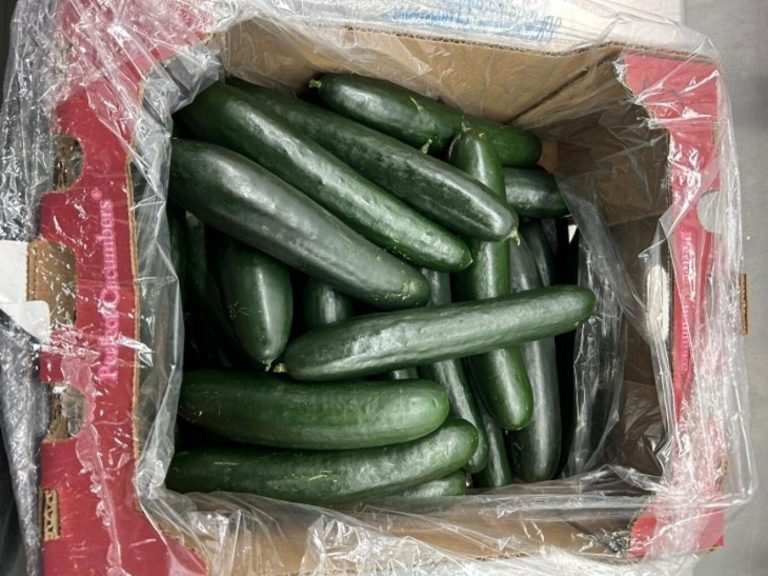 Μολυσμένα αγγούρια: 68 τροφικές δηλητηριάσεις – 18 άνθρωποι στο νοσοκομείο