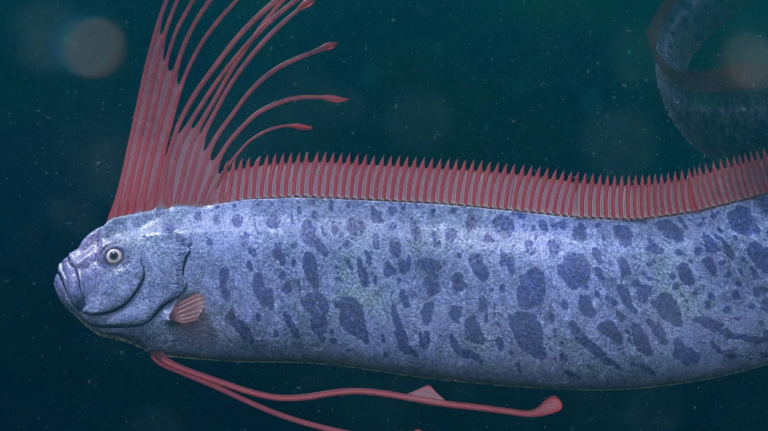 Σπάνιο ψάρι που θεωρείται προάγγελος σεισμών, ξεβράστηκε σε παραλία