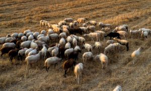 Τι λένε οι συγγενείς του κτηνοτρόφου που έβαλε τέλος στη ζωή του -«Μας θανάτωσαν τα ζώα και το έβαλε καημό»