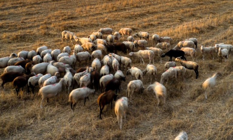 Τι λένε οι συγγενείς του κτηνοτρόφου που έβαλε τέλος στη ζωή του -«Μας θανάτωσαν τα ζώα και το έβαλε καημό»
