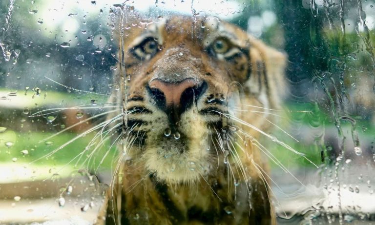 Νεκρά 20 αιλουροειδή σε καταφύγιο ζώων στις ΗΠΑ από γρίπη των πτηνών