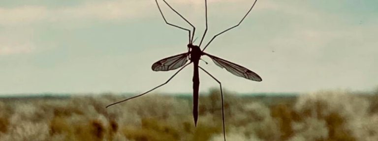 Κρούσμα ελονοσίας στην Μεσαρά – Το σπάνιο περιστατικό θέτει σε συναγερμό τις υγειονομικές αρχές