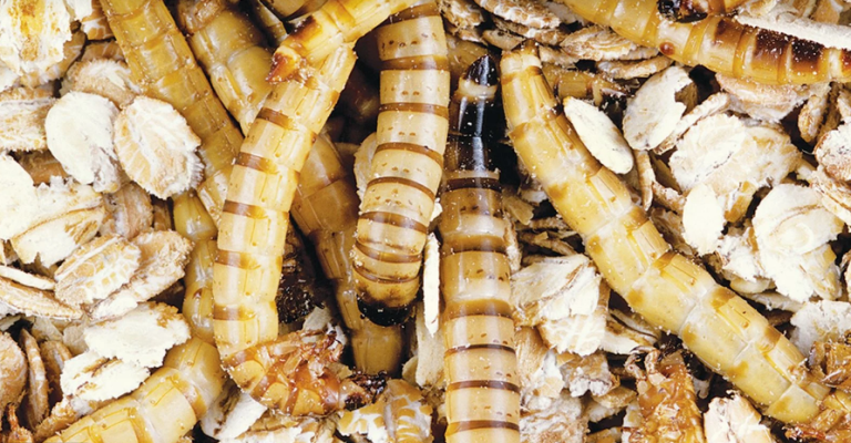 Έρχεται και στην Ελλάδα η εντομοκαλλιέργεια! Αλλάζουν όλα στον πρωτογενή τομέα για χάρη των φωτοβολταϊκών