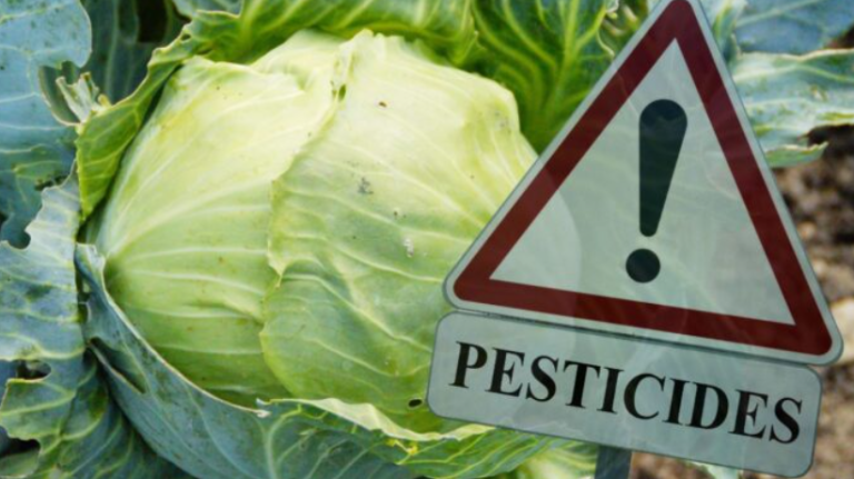 14χρονη έχασε τη ζωή της από φυτοφάρμακα σε λάχανο