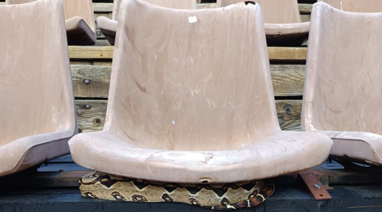 Εντοπίστηκε βόας κάτω από κάθισμα θεάτρου στου Φιλοπάππου