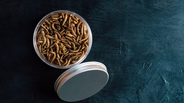 Ο σύγχρονος κόσμος είναι η τιμωρία μας – Ψωμί από σκουλήκια σε όλη την ΕΕ, διέταξε η Νέα Τάξη πραγμάτων των Βρυξελλών