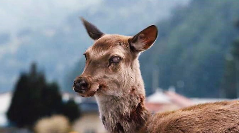 Ανησυχητική έκθεση: Η νόσος των «ελαφιών ζόμπι» απειλεί τον άνθρωπο – Σχεδόν 100% θανατηφόρα