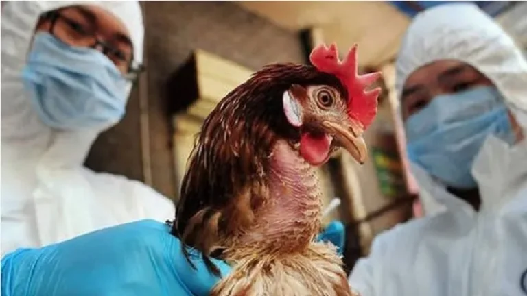 ΠΟΥ: Χαμηλός ο κίνδυνος από γρίπη πτηνών μετά τον πρώτο θάνατο στις ΗΠΑ