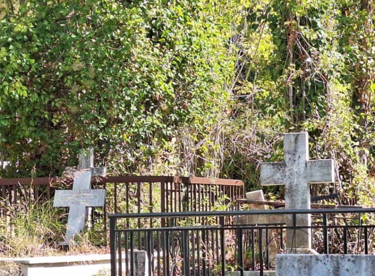 Αγριογούρουνα ξεθάβουν νεκρούς