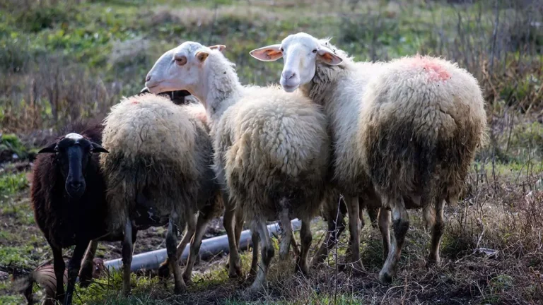 Σαμοθράκη: Κρούσματα της ευλογιάς αιγοπροβάτων σε τρία κοπάδια – Θανατώνονται άμεσα περίπου 850 ζώα